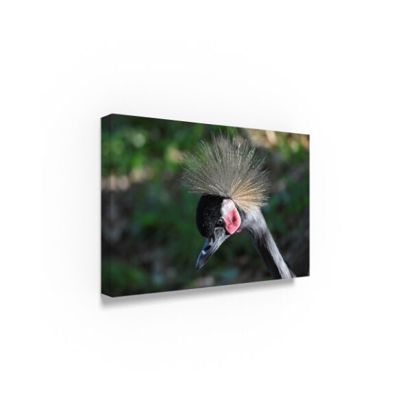 Robert Michaud 'Black Crowned Crane' Canvas Art,16x24